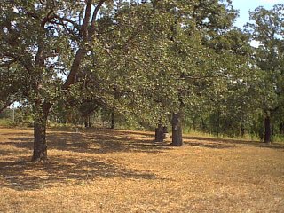 wchapel10.jpg (35288 bytes)