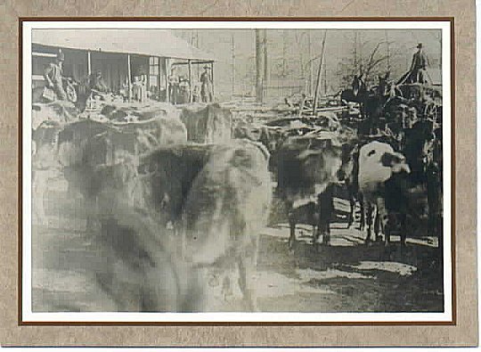 johnson3.jpg (58708 bytes)