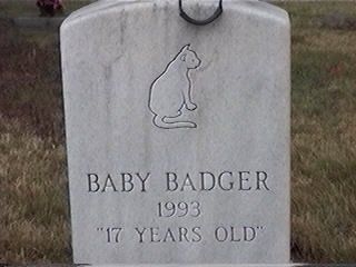 Baby Badger