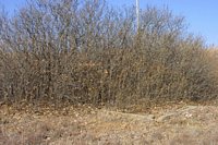 Cedarvale