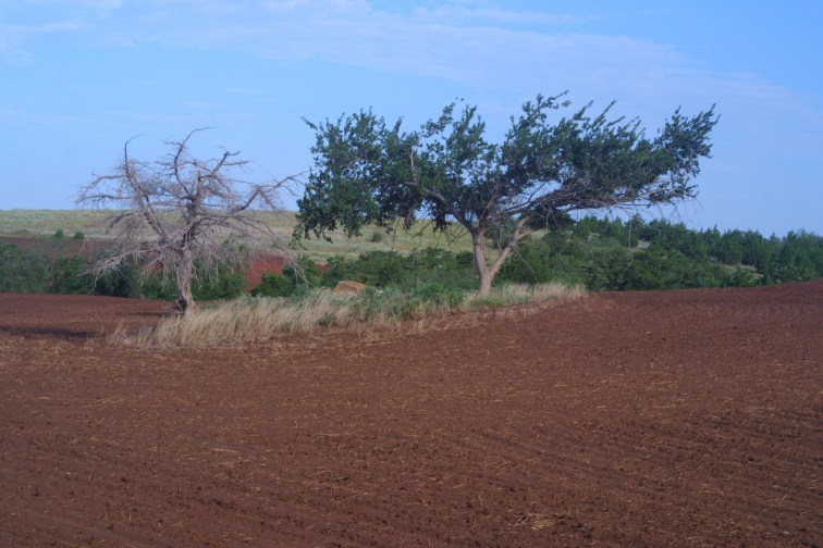 Riley Family Cemetery, August 2002