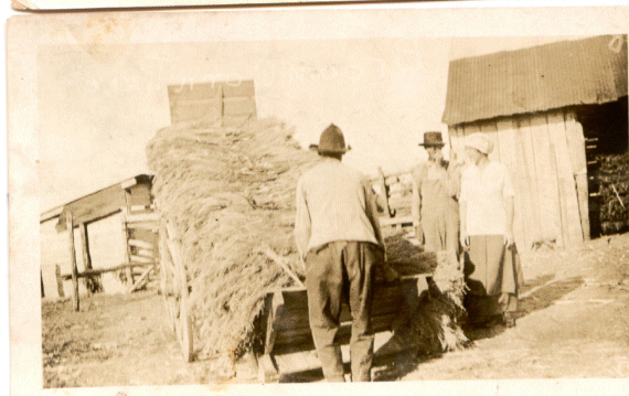 broomcorn2.gif (138076 bytes)