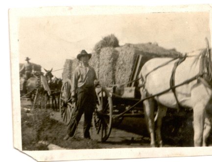 broomcorn3.gif (91750 bytes)