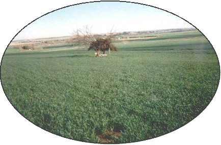 Big wheat field, small cemetery